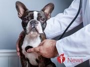 AHA News: How to Keep Your Dog’s Heart Healthy | Health News